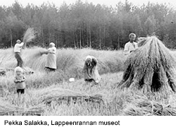 Peltosen perhe rukiinleikkuussa, edessä Paavo ja Pentti Peltonen; vas. Pietari, Tyyne, Felix, Hilma, Anselm, Mari, Iida ja Eetu Peltonen